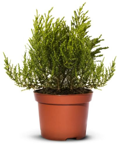 Iglaco HEBE IMBRICATA - Immergrün Bodendecker Strauch mit weißen Blüten im Topf - Strauchige (30 Stück)