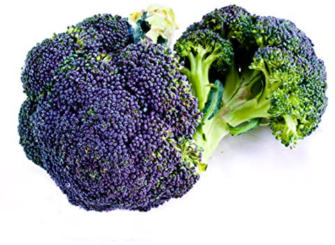 Broccoli Plants, Purple Sprouting Broccoli, 12 x Full Plant Pack, Winter Vegetable Plants, Garden Veg, Garden Ready and Ready to Plant, Premium Quality Vegetables