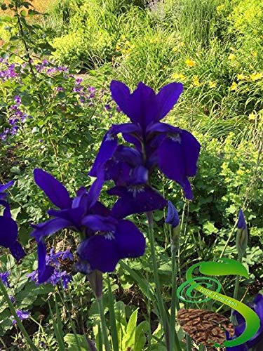 Stk - 20x Blaue Iris Garten Orchideen Blumen Pflanzen - Samen A61 - Seeds & Plants Shop by Ipsa