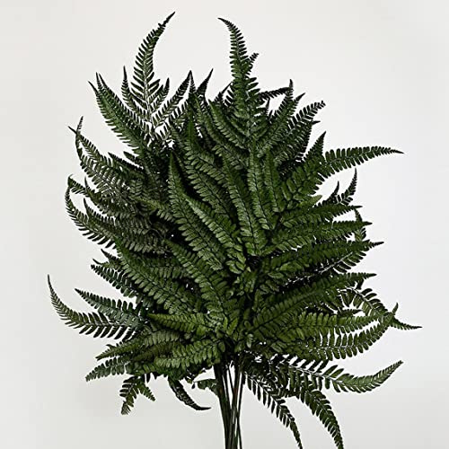 Prefleur Konservierte echte Farne getrocknete Spitzen Stiele Hochzeitsgirlanden Heimdekorationen Blumensträuße Blumenarrangements Wandbehang (Dunkelgrün)