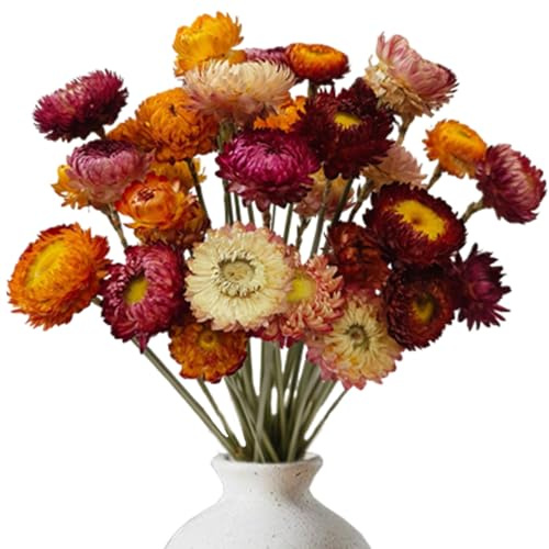 20 Pièces Fleur Sechees Decoration Vraie Fleur, Fleurs Séchées Marguerite