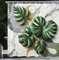 ABAKUHAUS Monstera Duschvorhang, Blätter auf abstraktem Marmor Print Winterflüstern Immergrün und kalte Töne, Stoffliches Gewebe mit Haken, 175 x 200 cm, Blasses Grau Farngrün