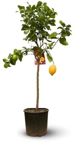 Attitude Jardin - Limone limone limone, agrumi - agrume mediterraneo - albero da frutto - 120-130 cm - ⌀ 24 cm