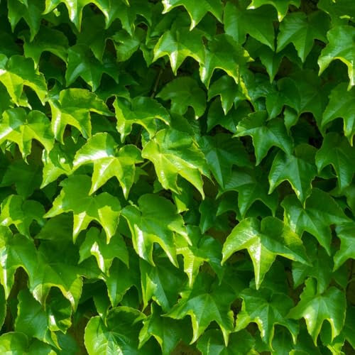 semi di parthenocissus tricuspidata, semi di piante a crescita semi di piante salate piante da ombra giardino di semi di prato piante da giardino roccioso tetti verdi piante 50pcs