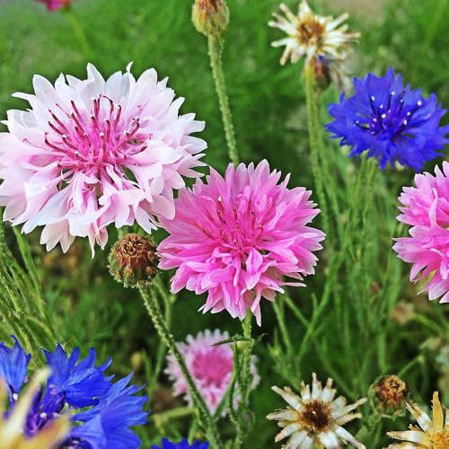 Cornflower Polka Dot Mixed Seeds – RHS Plants for Pollinators – Hardy Annual – Excellent Cut Flowers – Must Have for Borders
