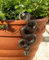 Pot Buddies Handgefertigte Schlangenfigur Pflanztopf Hänger - Dekorative hängende Gartenfigur - Blumenübertopf Figur