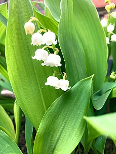 Cambridge Farmers Outlet 3 x Lily of The Valley Plants (Convallaria majalis) Established in 9cm Dia Pots (Free UK Postage)