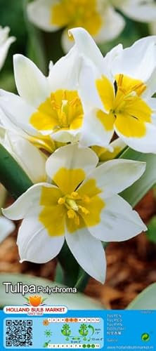 Tulpenzwiebeln : Wildtulpe Tulipa polychroma 5 Blumenzwiebeln