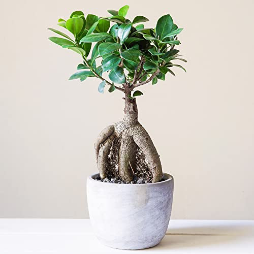 Decorative Indoor Bonsai 'Ficus Ginseng' 12cm Pot Live Plant for Home or Office