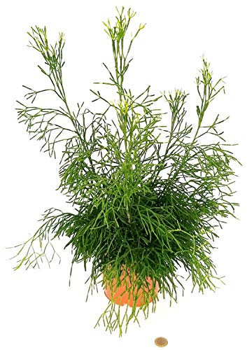 POWERS TO FLOWERS - RHIPSALIS HATIORA XXL, pianta vera