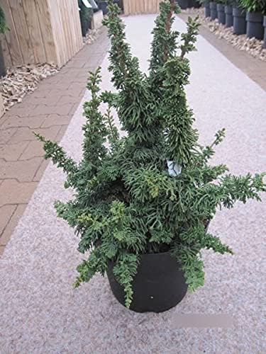 Thuja occidentalis Malonyana Holub - Zwerglebensbaum Malonyana Holub