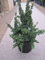Thuja occidentalis Malonyana Holub - Zwerglebensbaum Malonyana Holub