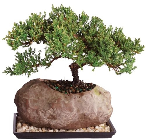Brussel's Bonsai - Live Green Mound Juniper Bonsai Tree with Rock Pot and Bonsai Tray, Outdoor Bonsai Tree Live Plant, 5 Years Old, 6-10 Inches Tall, Easy Care Bonsai for Patio Garden (Medium)