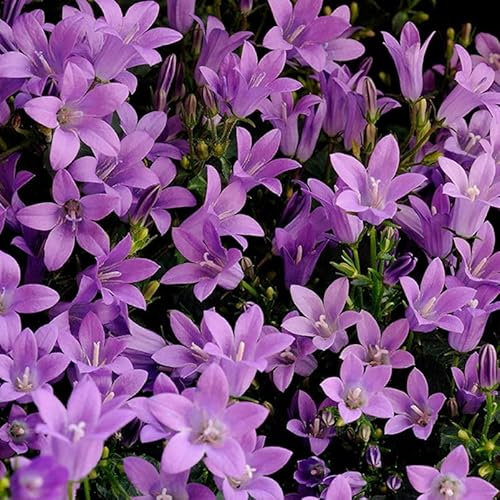 Bio Polster-Glockenblume blau, Topf 11x11 cm, 3 Pflanzen