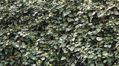 Blumen-Senf 10x Efeu Hedera Hibernica 100-140 cm – Immergrüne Kletterpflanze für 3m Sichtschutzhecke, Schnellwachsend & Pflegeleicht, Winterhart & Blickdicht