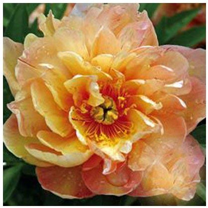 Edle hellgelbe Pfingstrose Blumensamen Topf Bonsai Garten Hof Terrasse 12St