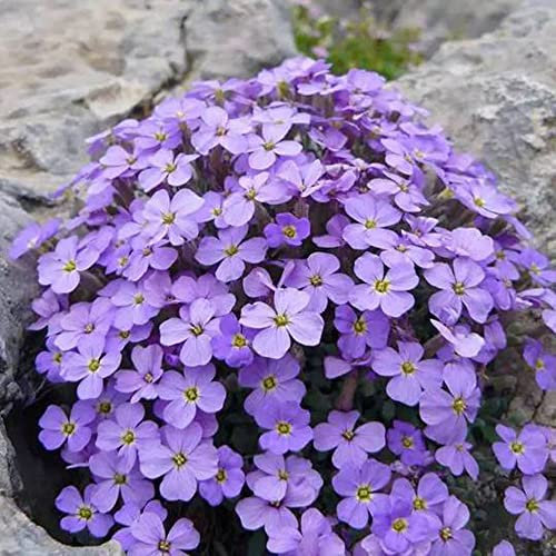 blaukissen samen winterhart mehrjährig pflanze,Aubrieta cultorum,alte sorten saatgut gartensamen dekopflanze winterharte pflanzen für den garten stauden balkon blumen historisches bienenweide 250Stück