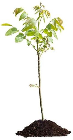 Nogal - Árbol Frutal Natural Cultiva tus Propias Nueces en Casa