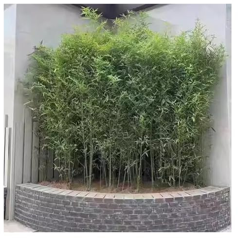 MZZKFC Faux Bamboo Plants Outdoor，Lifelike Artificial Bamboo Tree Weatherproof No Water, Dense Artificial Bamboos Screen for Patio/Porch 3.9 5 5.9 6.9 8.2ft(20 Pcs,70.9in/180cm)
