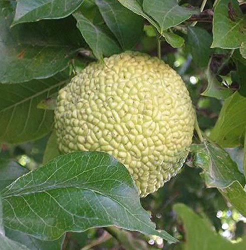 Milchorange, Osagedorn, Maclura pomifera, Pflanze 50-60cm im Topf