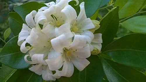 Orangenjasmin - Murraya Paniculata - 10 Frische Samen