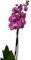 Cool Green - Planta natural - Orquidea Natural 2 tallos Rosa - Apta para Mascotas