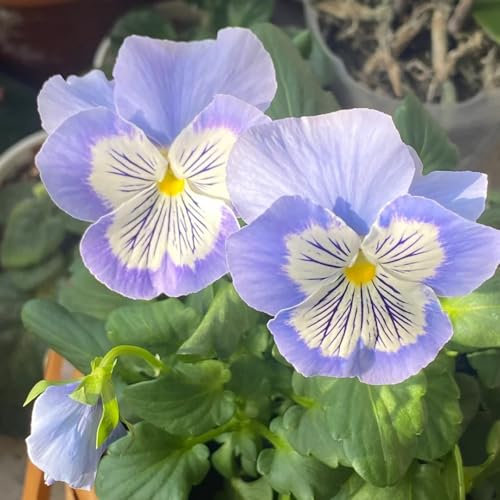 50 piezas Semillas de pensamiento silvestre, Semillas de flores silvestres Semillas de pradera de abejas Semillas perennes resistentes que cubren el suelo, viola tricolor, planta