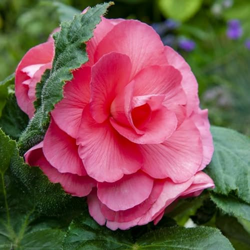 Carbeth Plants - 5 x Begonia Double Pink Summer Tubers - Large Headed Long Flowering Season Perennial Bulb Corms - Low Maintenance Pollinator Friendly - Grow in Beds, Borders and Patio Pots