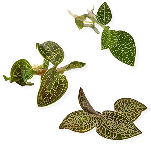 Exotische Eleganz - 3er-Set mit Macodes Juwelenorchideen - Premium Pflanzenpaket - Macodes Petola, Silver Mine und Skeleton