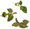 Exotische Eleganz - 3er-Set mit Macodes Juwelenorchideen - Premium Pflanzenpaket - Macodes Petola, Silver Mine und Skeleton