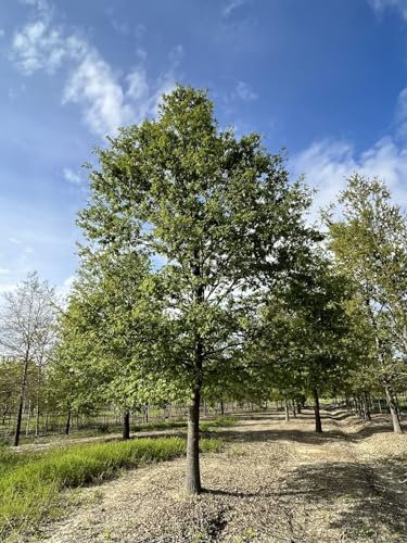 Cerro Quercus cerris Quercia pianta in vaso 7x7 cm Vivaio di Castelletto