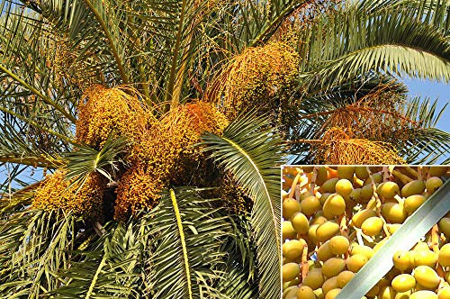 Genipap 15 semillas de palmera datilera de la isla canaria