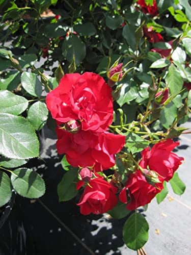 Rosa Black Forest ® - Beetrose Black Forest ® - Kordes Rose - ADR Rose