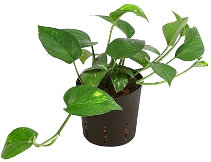 Dehner Efeutute, in Hydrokultur, ca. 20-25 cm, Ø Topf 12 cm | Epipremnum aureum, mit Wasserstandsanzeiger, kletternde Zimmerpflanze, pflegeleicht, für helle bis schattige Standorte