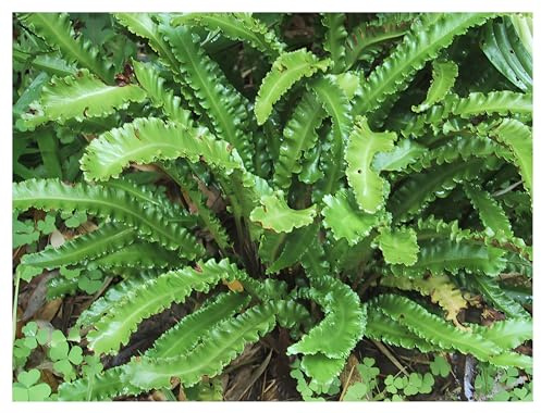 Stauden Gänge 1 x Phyllitis scolopendrium 'Angustifolium' Hirschzungenfarn | Immergrüner Farn für Halbschatten bis Schatten, mehrjährig, 1 L Topf (11x11 cm)