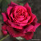 2 x Rose - Rosa 'Gräfin Diana' Topf 25-30 cm - Die königliche Rose in leuchtendem Violettrot