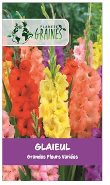 10 Bulbes de Glaïeuls à Grandes Fleurs - Coloris Variés Éclatants - Calibre Supérieur pour Massifs Lumineux et Bouquets d'Été