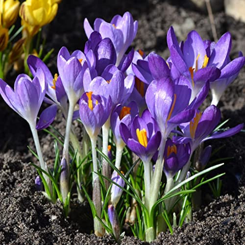 Blumenzwiebeln Krokuszwiebeln Elfenkrokous Crocus tommasinianus Whitewell Purple (50 Zwiebeln)