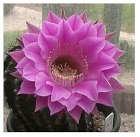 Stk - 10x Echinopsis Desdemona Kaktus Zimmer Garten Pflanzen - Samen B1385 - Seeds & Plants Shop by Ipsa