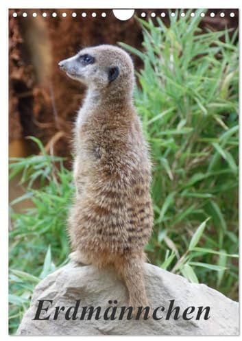 Erdmännchen (Wandkalender 2026 DIN A4 hoch), CALVENDO Monatskalender: Ein Kalender über die kleinen Erdmännchen (CALVENDO Tiere)