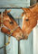 Diamond Painting, DIY Kinder Diamant Painting Bilder, Tierisches Pferd 5D Erwachsene Groß Vollbohrer Diamant Malerei Cross Stickerei Malerei Kits, für Wohnwand Wand Dekoration Geschenk 80x120cm