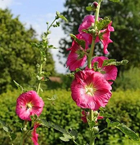Rote Stockrose - Alcea rosea