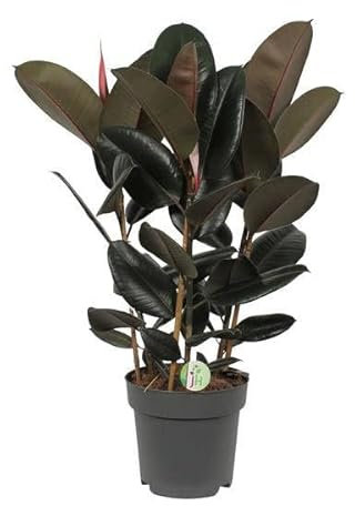 Feigenbaum - Ficus Abidjan - Zimmerpflanze - Ø27cm - 90cm