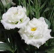 100 weiße Lisianthus-Blumensamen