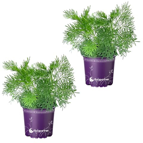 Florapartner Cola Kraut Artemisia abrotanum VAR. maritima Kräuter Pflanzen 2Stk.