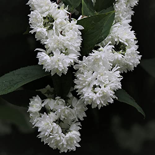 Gefüllter Sternchenstrauch Deutzia scabra Plena rosa-weiß gefüllt blühend ca. 60-100 cm, 3 L Topfballen