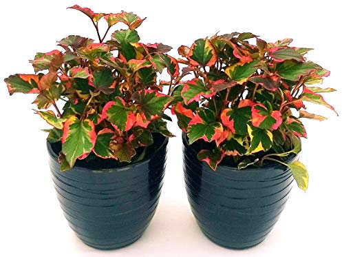 POWERS TO FLOWERS - EDERA, HOUTTUYNIA, 2PIANTE vaso 12cm, piante vere