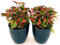 POWERS TO FLOWERS - EDERA, HOUTTUYNIA, 2PIANTE vaso 12cm, piante vere