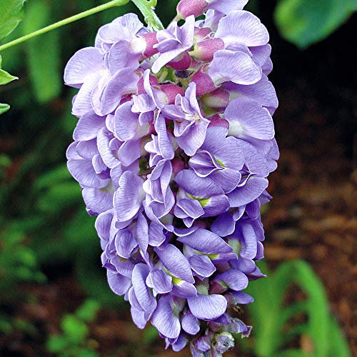 YouGarden Wisteria in 15cm Pot 'Amethyst Falls' Lilac Wisteria Plant Outdoor Garden Ready Perfect for Patios and Porches. Potted Plants for Garden