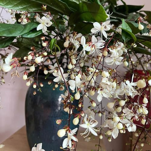 50 pcs jasmin samen winterhart - Clerodendrum wallichii - herbstblumen, samen zimmerpflanzen jasmin pflanze samen bienenfreundliche blumensamen, garten geschenk blumen balkon, bonsai